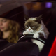 Illustration for article titled This week we’re barely putting up with Grumpy Cat’s Worst Christmas Ever